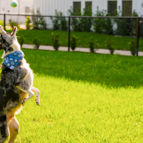 pet park